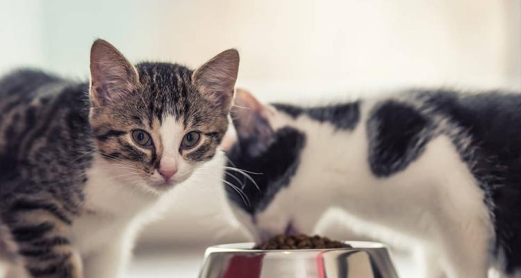 探究猫咪拉稀的原因及预防方法（探究猫咪拉稀的原因及预防方法）