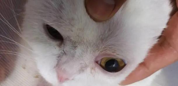 为什么猫咪会流眼泪（探寻猫咪的眼泪之谜）