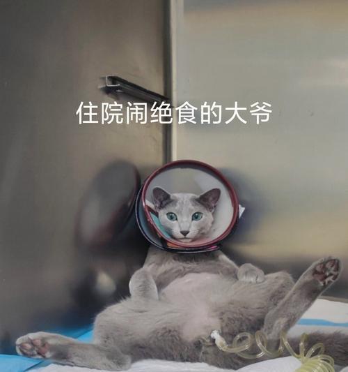 猫咪尿闭的原因和防治方法（探究猫咪尿闭引起的肾衰竭）