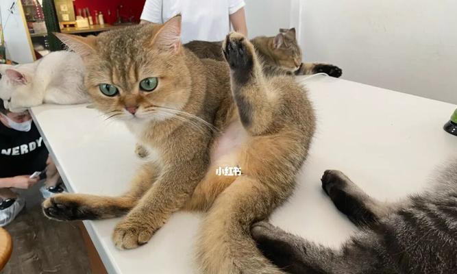 猫咪为什么会轻轻的咬腿（揭开猫咪咬腿的神秘面纱）
