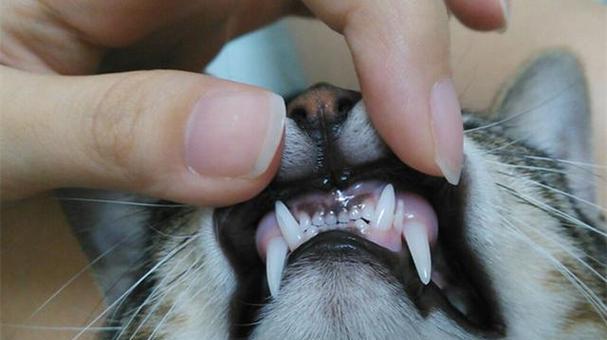 揭秘猫咪牙龈炎的成因和预防方法（宠物主人必读）