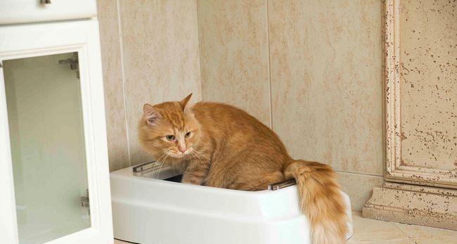 为什么猫咪会在床上拉尿（探究猫咪拉尿行为的原因与解决方法）