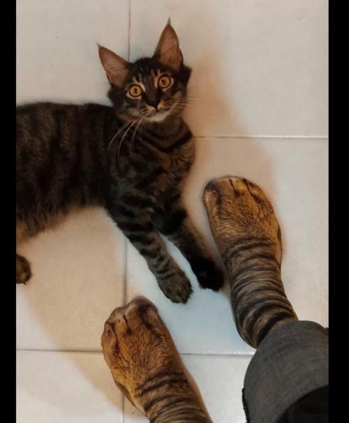 为什么猫咪老挠脚（揭秘猫咪挠脚的原因与解决方法）