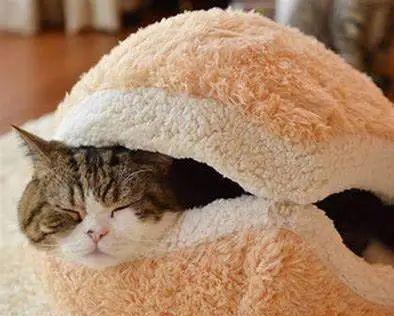 猫咪为何总喜欢抢枕头（探究猫咪行为背后的心理学和生物学原因）