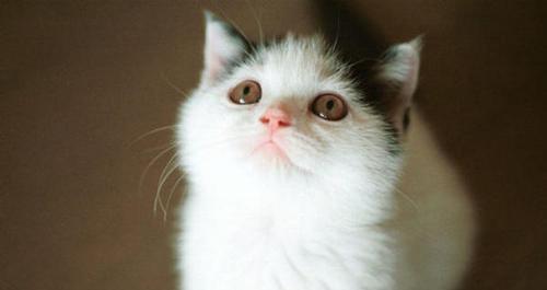 探究猫咪为什么拥有尖脸（解析猫咪尖脸的形成原因与优势）