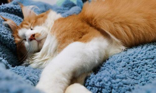 为什么猫咪睡觉时会岔开腿（探寻猫咪睡姿中的奥秘）