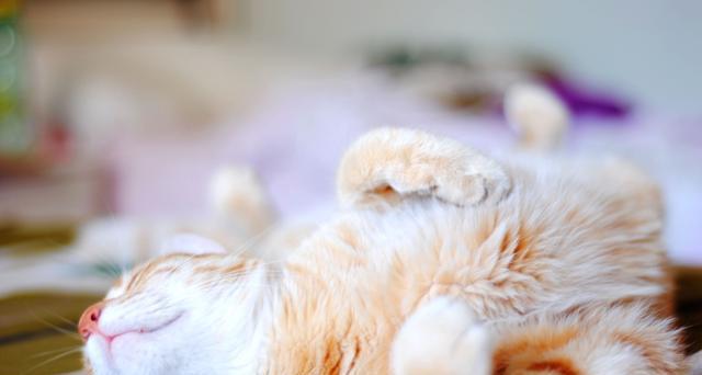 猫咪为何睡醒后会咳嗽（猫咪的呼吸道构造与睡眠姿势成为咳嗽的诱因）