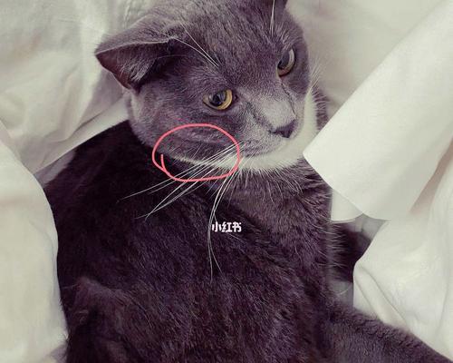 猫咪为什么舔不到自己的下巴（探秘猫咪语言中的身体信号）