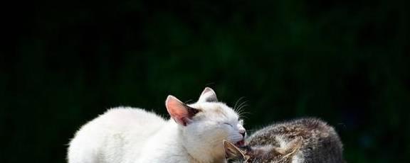 猫咪为什么会舔生殖器（揭秘猫咪的生殖器舔行为背后的原因与意义）