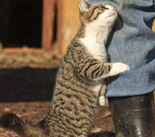 猫咪为什么喜欢抱走主人（揭开猫咪抱人的神秘面纱）
