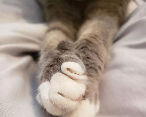 探究猫咪咬爪子的原因、如何防止猫咪咬爪子（探究猫咪咬爪子的原因）