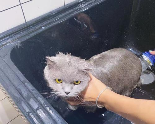 为什么猫咪喜欢看主人洗澡（探究猫咪观察主人洗澡的原因）