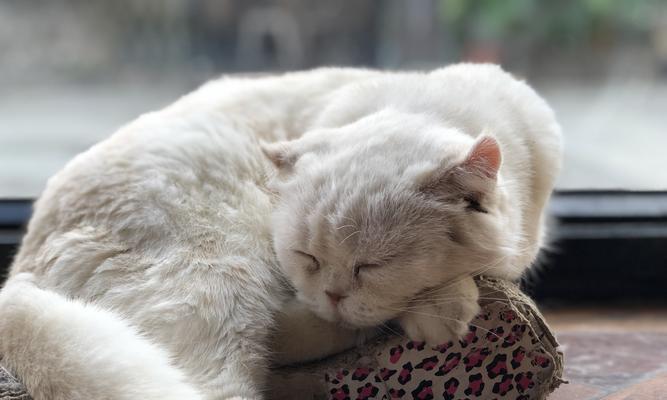 猫咪为什么喜欢趴在人身上睡觉（揭秘猫咪喜欢趴在人身上睡觉的原因及背后的心理）