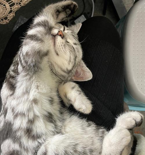 猫咪为什么喜欢张腿趴着睡（探究猫咪睡姿的原因及健康影响）