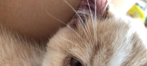 揭秘猫咪眼眶微红的原因（探究猫咪眼部状况）