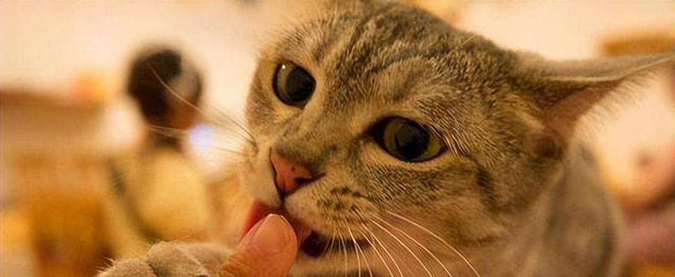 揭秘猫咪咬人的真相（了解猫咪咬人的原因和应对方法）