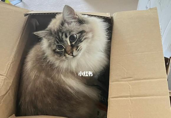 为什么猫咪喜欢待在纸箱里（揭开猫咪喜欢纸箱的心理秘密）