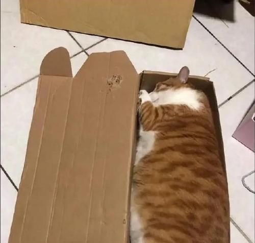 为什么猫咪喜欢待在纸箱里（揭开猫咪喜欢纸箱的心理秘密）