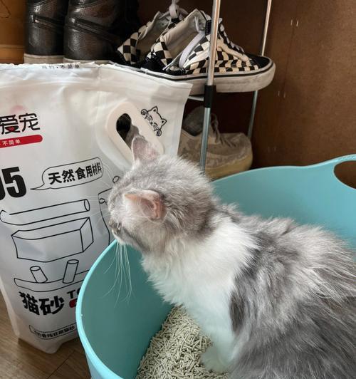 猫咪为什么一直有扒猫砂的动作（探究猫咪扒猫砂的原因及解决方法）