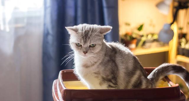 为什么有些猫咪不喜欢用猫砂（探讨猫咪不喜欢用猫砂的原因和解决方法）