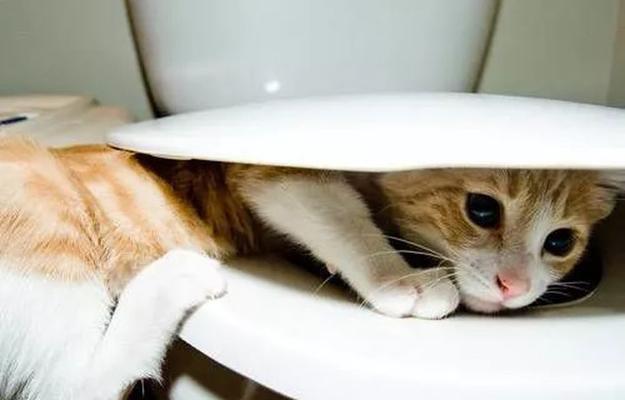 为什么猫咪在家随便大小便（探究猫咪乱拉乱尿的原因和解决方法）