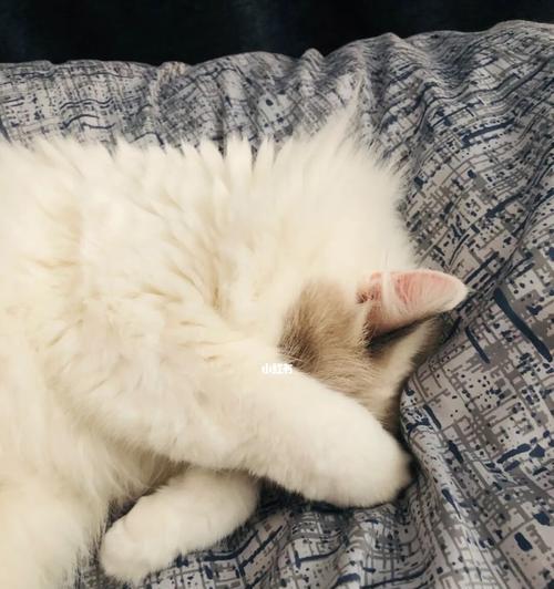 猫咪为何喜欢在人头上睡觉？