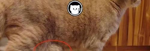 揭秘猫咪为什么喜欢把尾巴藏在屁股下（从行为习惯到心理原因）