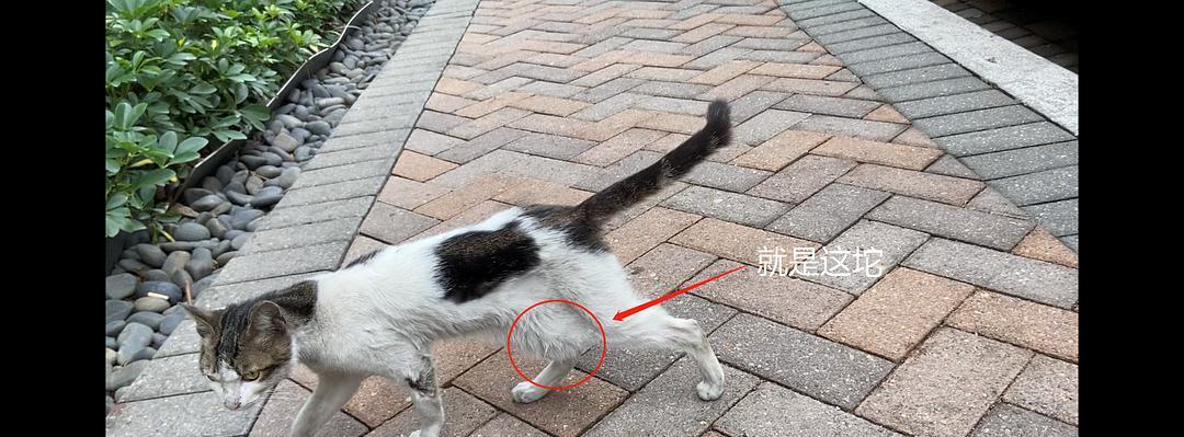 宠物猫咪尾巴根部骨折的治疗方法（解析猫咪尾巴骨折的原因及治疗步骤）
