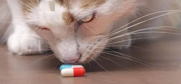 猫咪胃肠溃疡的预防与治疗（以宠物为主）