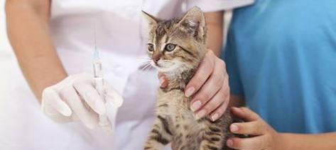 如何避免猫咪胃肠炎误诊猫瘟（以宠物为主）