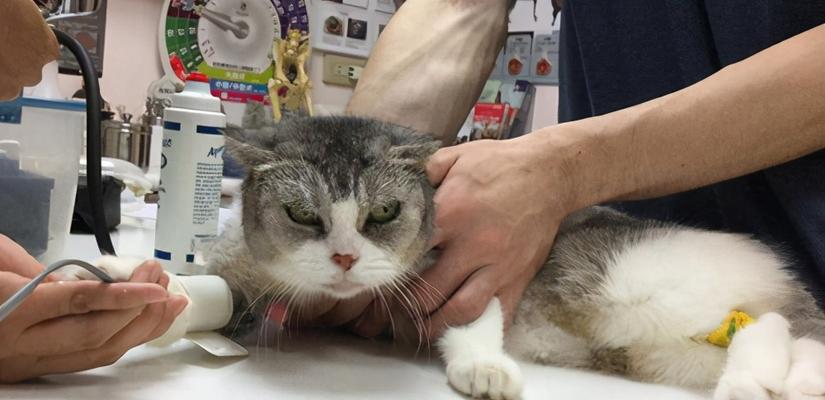 如何让宠物猫恢复胃口和精神（掌握猫咪的饮食和健康细节）