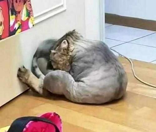 为什么猫咪不吃食物趴在墙角（探讨猫咪饮食习惯和行为表现）