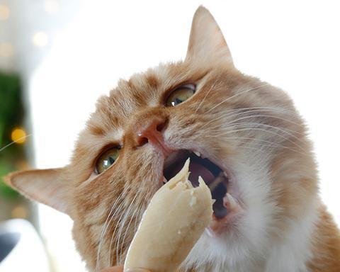 猫咪为什么会闻人体腋下（从宠物行为学角度解析猫咪的嗅觉世界）