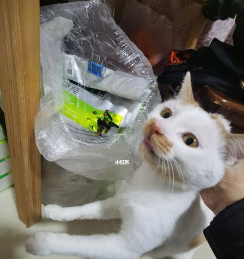 猫咪为什么爱咬牙（探究猫咪咬牙的原因及解决方法）