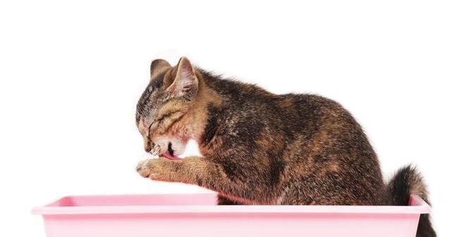 猫咪误食猫砂怎么处理（以宠物为主）