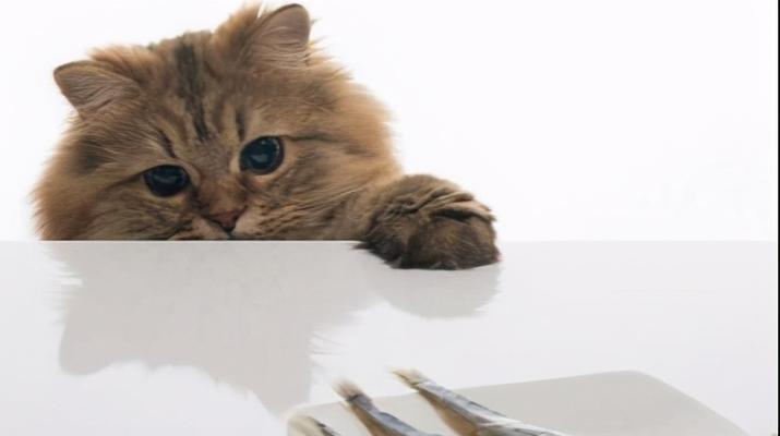 宠物猫误食细线可能引发的危险（猫咪误食细线如何处理）