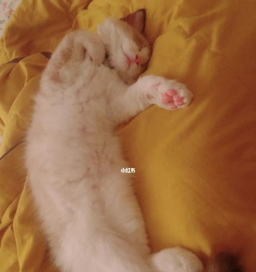 猫咪的抱睡天性（宠物主人必读）