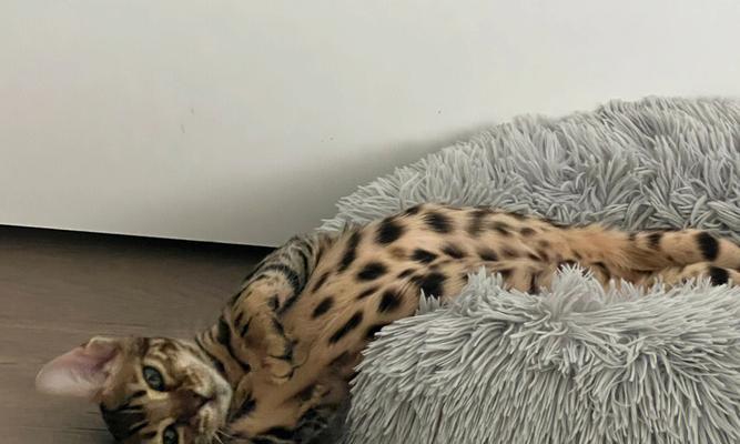 猫咪喜欢豹子（探究猫咪与豹子的关系）