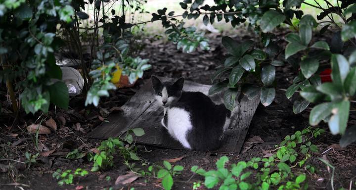 猫咪为何喜欢吃绿叶（探秘猫咪对绿叶的热爱与好处）
