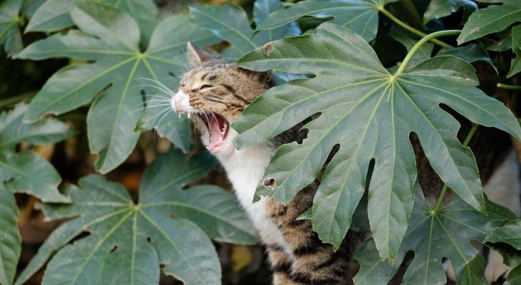 猫咪为何喜欢吃绿叶（探秘猫咪对绿叶的热爱与好处）