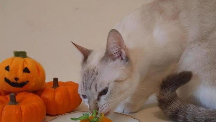 揭秘猫咪喜欢吃面包糠的原因（探究宠物猫咪对面包糠的独特偏好和健康影响）