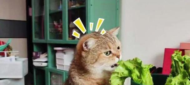 揭秘猫咪喜欢吃面包糠的原因（探究宠物猫咪对面包糠的独特偏好和健康影响）