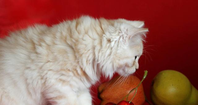 猫咪为何喜欢吃水果（解析猫咪喜欢吃水果的原因及可能引发的症状）