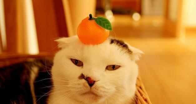 猫咪为何喜欢吃水果（解析猫咪喜欢吃水果的原因及可能引发的症状）