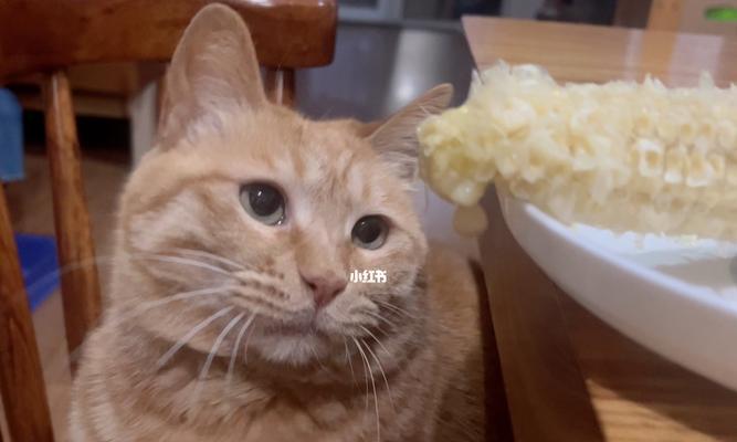 猫咪喜欢吃玉米棒子的原因及注意事项（猫咪喜欢吃玉米棒子的原因及注意事项）