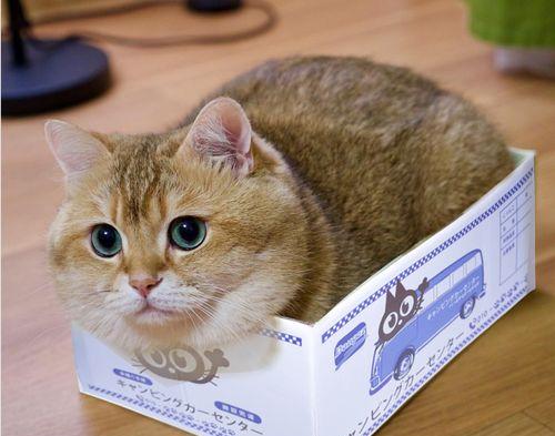 宠物猫的最爱——箱子（探究猫咪对箱子的独特喜爱之源）