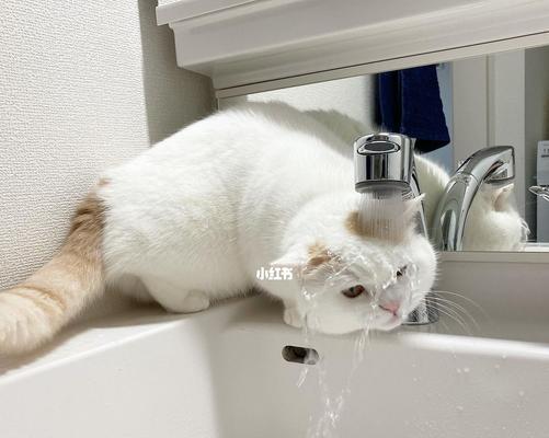 猫咪的喝水洗脸习惯剖析（揭秘猫咪为何喜欢在喝水之前洗脸）