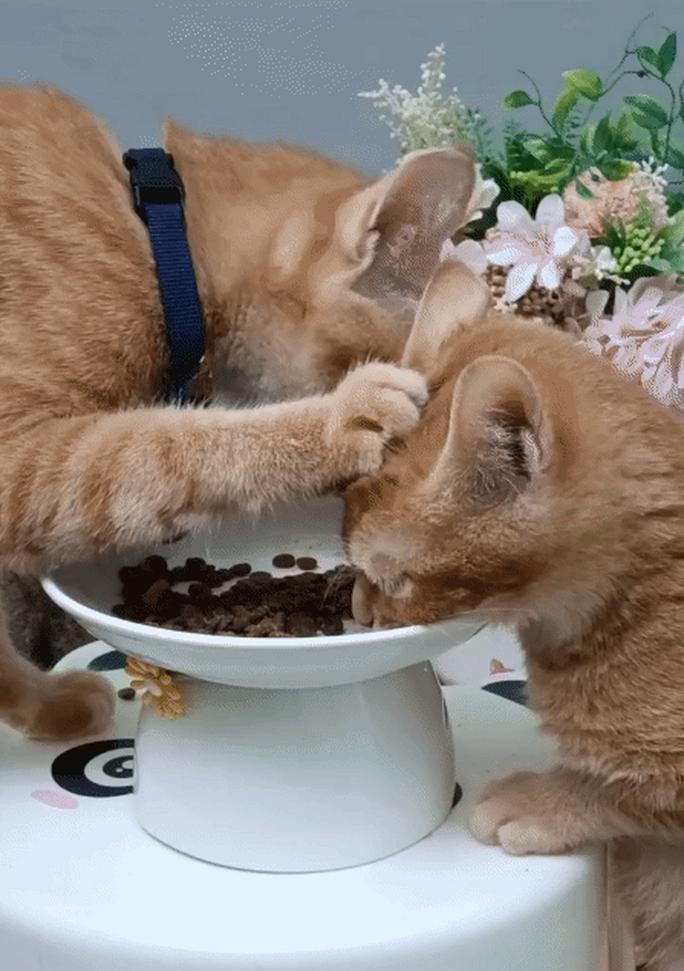 猫咪护食怎么办（让宠物吃得健康又满足）