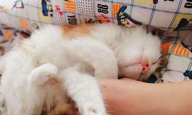 猫咪喜欢趴被子上睡觉的原因及好处（揭秘宠物猫咪趴被子睡觉的真相与福利）