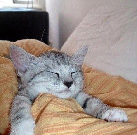 猫咪喜欢趴被子上睡觉的原因及好处（揭秘宠物猫咪趴被子睡觉的真相与福利）